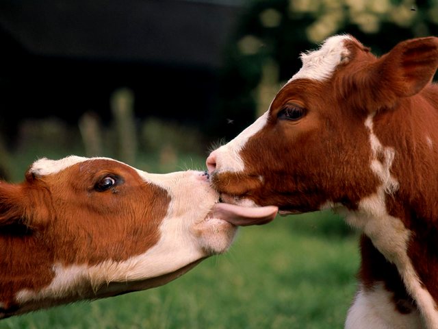 Статьи о коровах в Мариинском Посаде | ЗооТом портал о животных