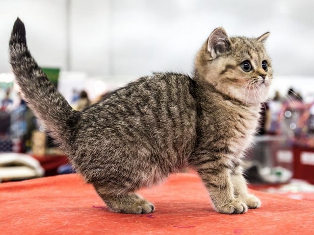Породы кошек в Мариинском Посаде | ЗооТом портал о животных