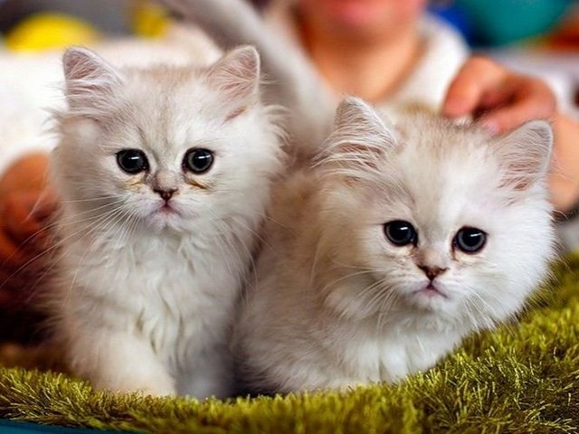 Породы кошек в Мариинском Посаде | ЗооТом портал о животных
