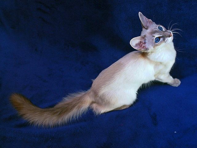 Выведенные породы кошек в Мариинском Посаде | ЗооТом портал о животных
