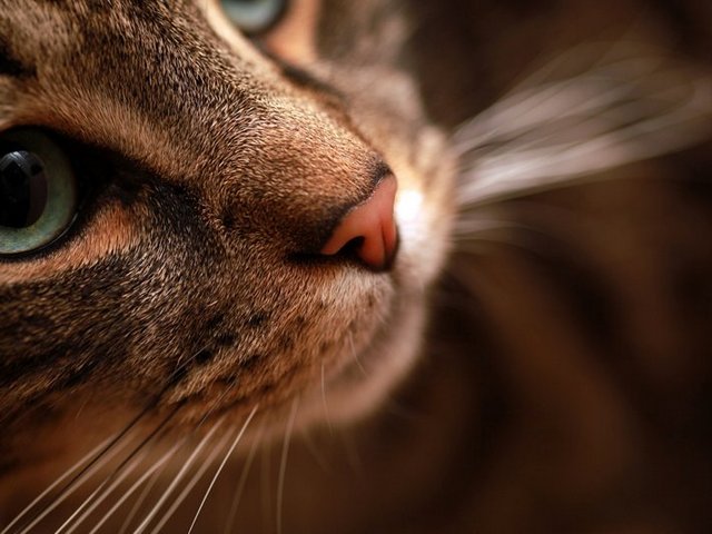 Статьи о кошках в Мариинском Посаде | ЗооТом портал о животных