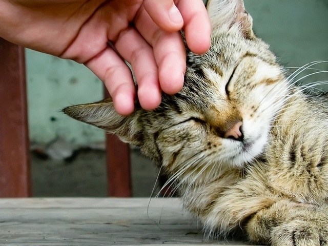 Интересные статьи о кошках в Мариинском Посаде | ЗооТом портал о животных