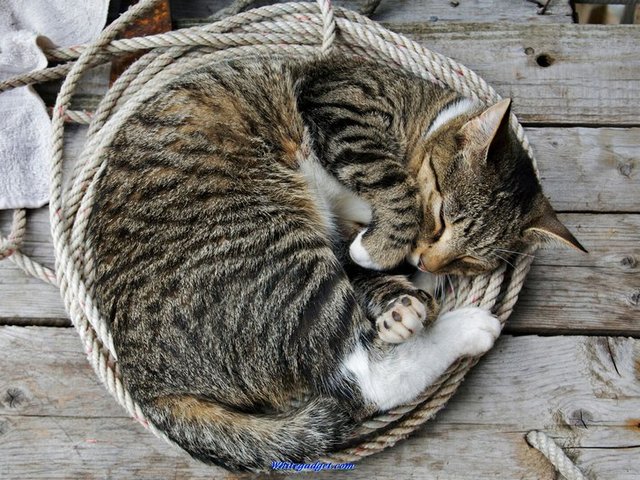 Все о кошках в Мариинском Посаде | ЗооТом портал о животных