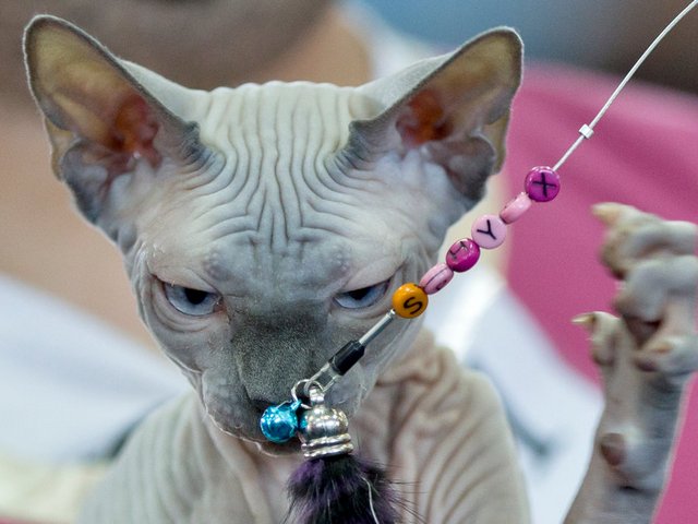 Выставки кошек в Мариинском Посаде | ЗооТом портал о животных