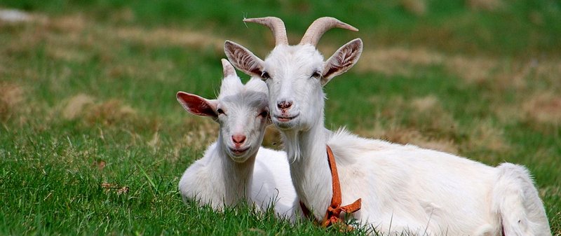 Все о козах в Мариинском Посаде | ЗооТом портал о животных