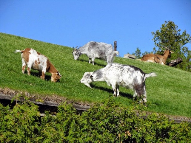 Все о козах в Мариинском Посаде | ЗооТом портал о животных