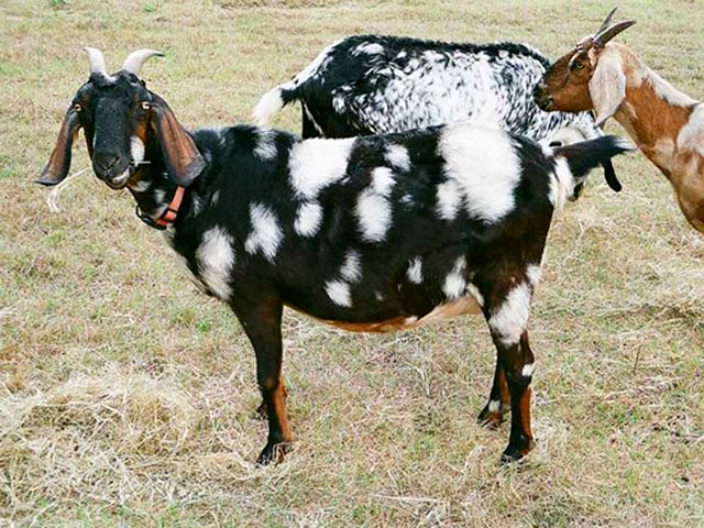 Породы коз в Мариинском Посаде | ЗооТом портал о животных