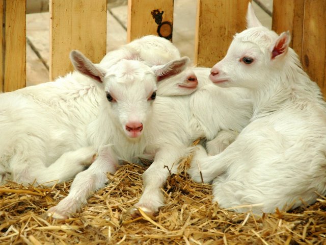 Содержание коз и уход за ними в Мариинском Посаде | ЗооТом портал о животных