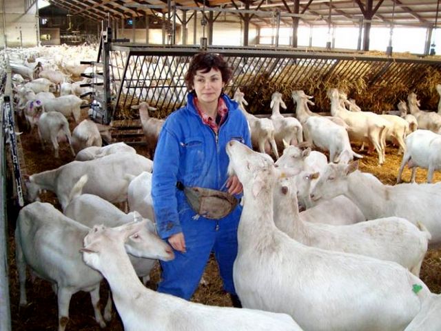 Содержание коз и уход за ними в Мариинском Посаде | ЗооТом портал о животных