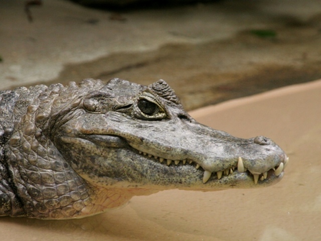 Все о крокодилах в Мариинском Посаде | ЗооТом портал о животных