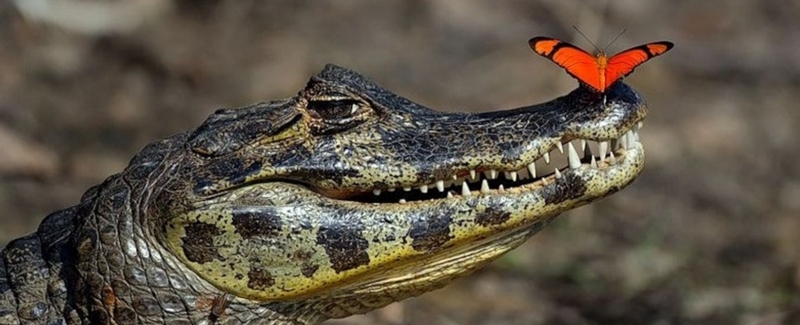 Все о крокодилах в Мариинском Посаде | ЗооТом портал о животных