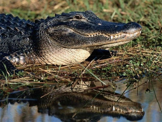 Породы крокодилов в Мариинском Посаде | ЗооТом портал о животных