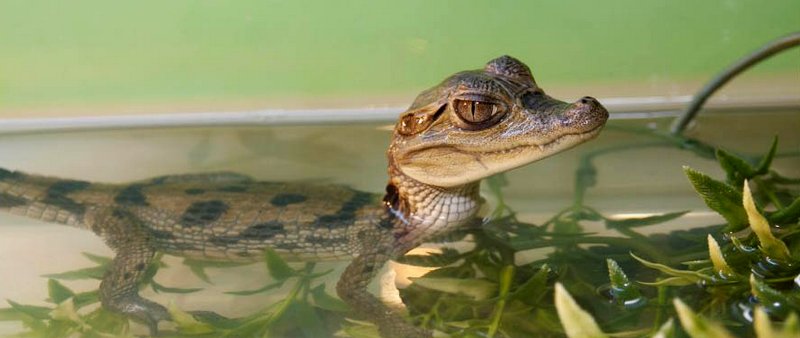 Содержание крокодилов и уход за ними в Мариинском Посаде | ЗооТом портал о животных