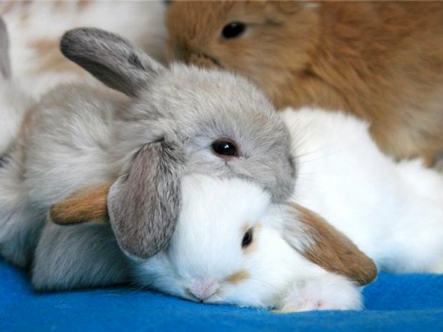 Статьи о кроликах в Мариинском Посаде | ЗооТом портал о животных