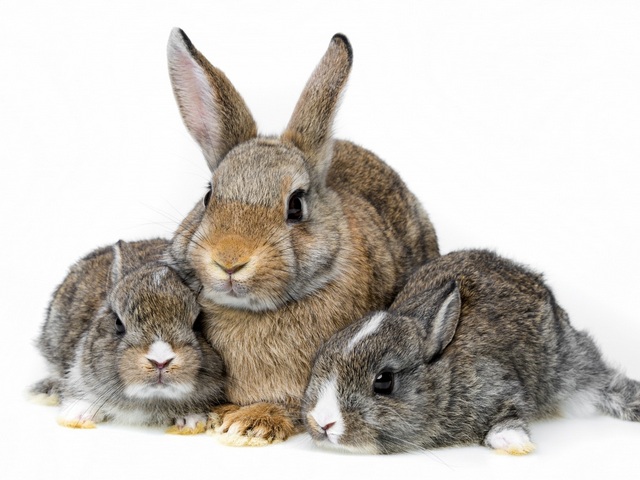 Все о кроликах в Мариинском Посаде | ЗооТом портал о животных