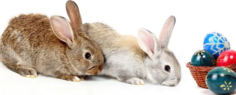Все о кроликах в Мариинском Посаде | ЗооТом портал о животных