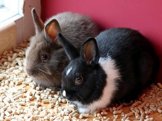 Содержание кроликов и уход за ними в Мариинском Посаде | ЗооТом портал о животных