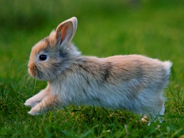 Статьи о кроликах в Мариинском Посаде | ЗооТом портал о животных
