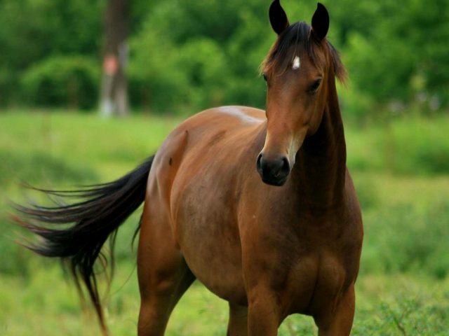 Содержание лошадей и уход за ними в Мариинском Посаде | ЗооТом портал о животных
