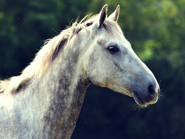 Уход за лошадьми в Мариинском Посаде | ЗооТом портал о животных
