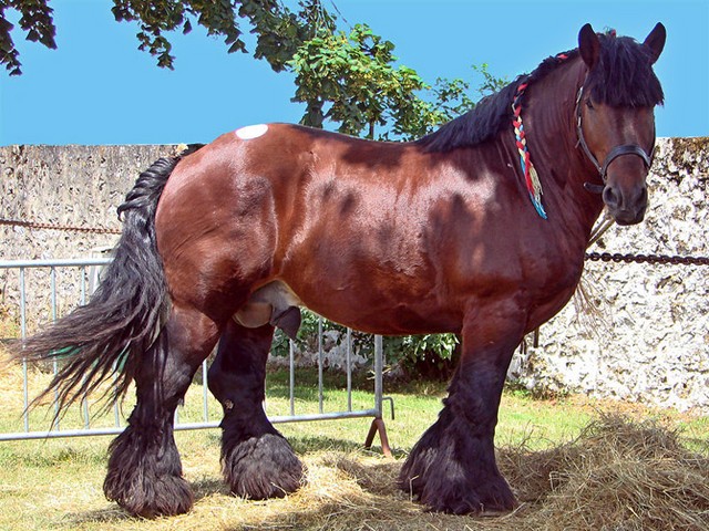 Породы лошадей в Мариинском Посаде | ЗооТом портал о животных