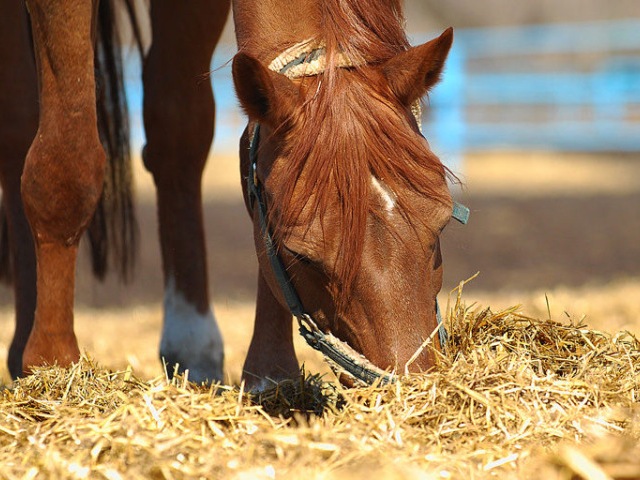 Содержание лошадей в Мариинском Посаде | ЗооТом портал о животных