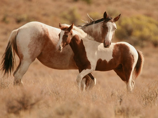 Интересные факты лошадях в Мариинском Посаде | ЗооТом портал о животных
