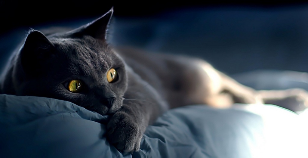 Объявления о кошках | ЗооТом - продажа, вязка и услуги для животных в Мариинском Посаде