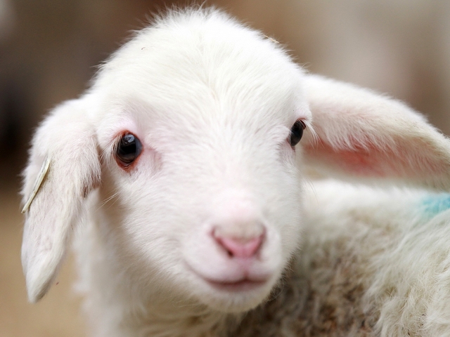 Овцы и бараны в Мариинском Посаде | ЗооТом портал о животных