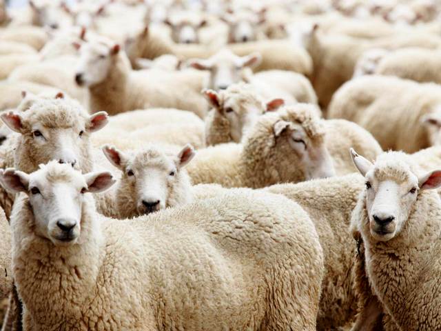 Породы овец в Мариинском Посаде | ЗооТом портал о животных