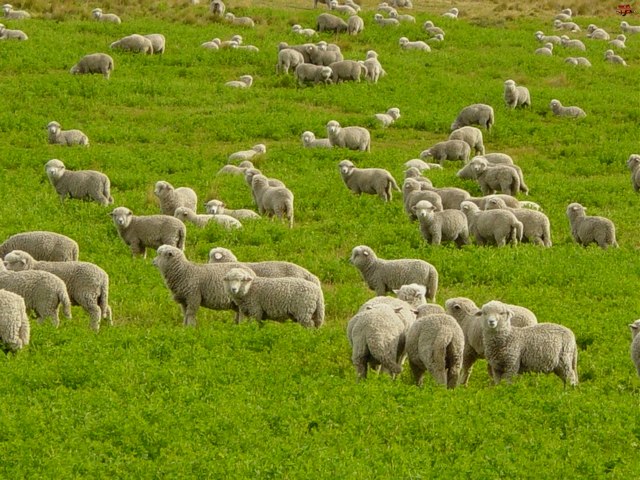 Содержание овец и уход за ними в Мариинском Посаде | ЗооТом портал о животных