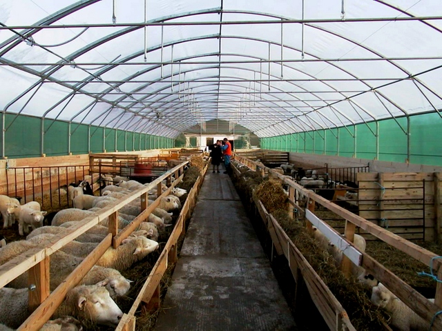 Содержание овец и уход за ними в Мариинском Посаде | ЗооТом портал о животных