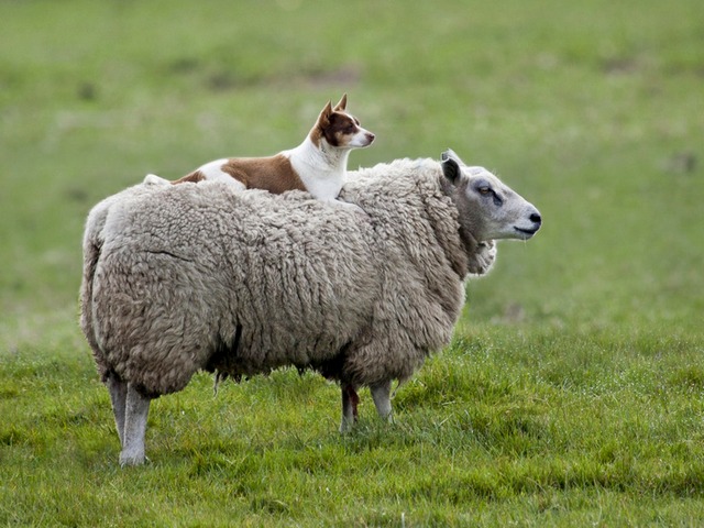 Все об овцах в Мариинском Посаде | ЗооТом портал о животных