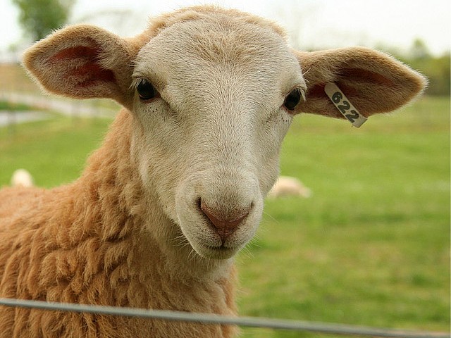 Статьи об овцах в Мариинском Посаде | ЗооТом портал о животных