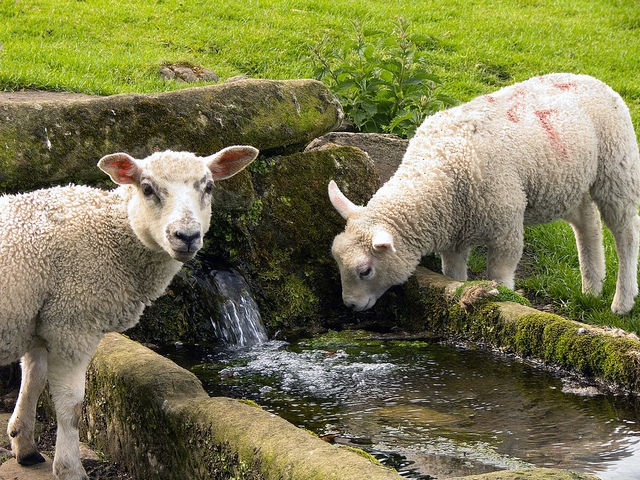 Статьи об овцах в Мариинском Посаде | ЗооТом портал о животных