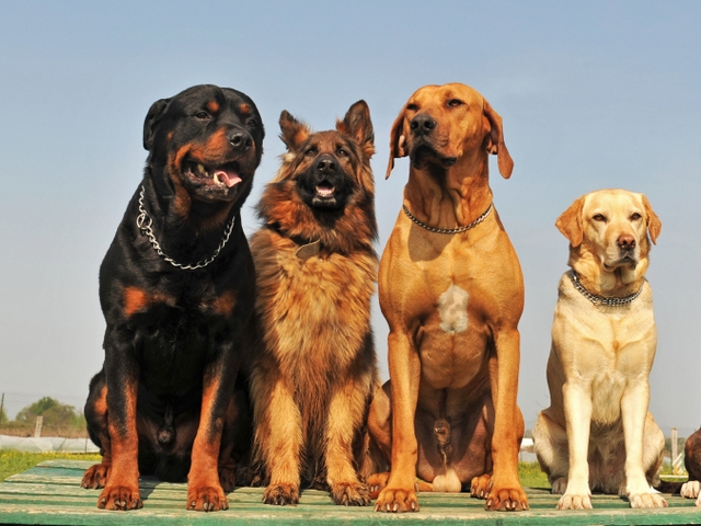 Крупные породы собак в Мариинском Посаде | ЗооТом портал о животных