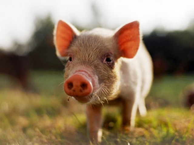 Все о свиньях в Мариинском Посаде | ЗооТом портал о животных
