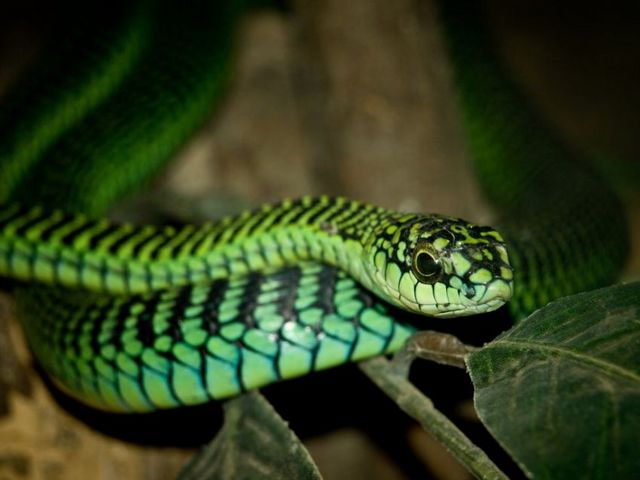 Породы змей в Мариинском Посаде | ЗооТом портал о животных
