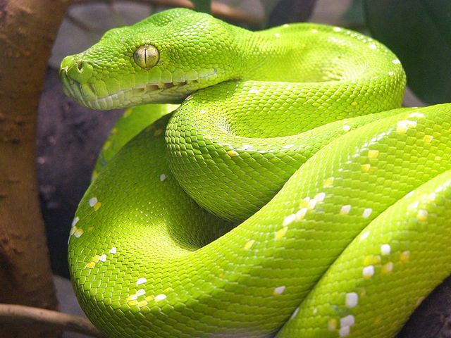 Содержание змей и уход за ними в Мариинском Посаде | ЗооТом портал о животных