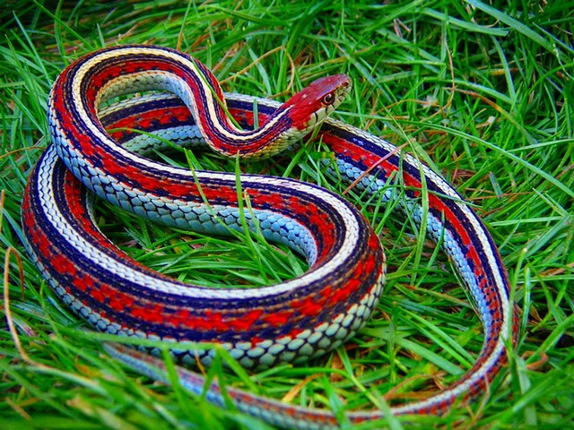 Все о змеях в Мариинском Посаде | ЗооТом портал о животных