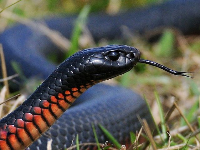 Все о змеях в Мариинском Посаде | ЗооТом портал о животных